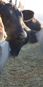 Feedyard4 IMG_0292